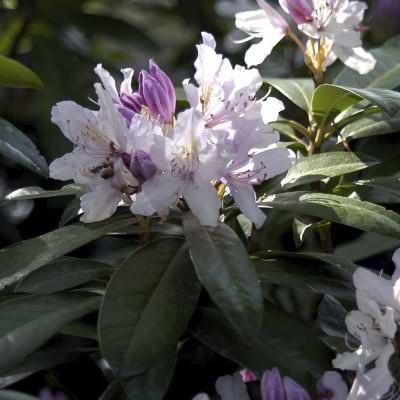 Rhododendron (Rhododendron 'September Charm') - Flere varianter