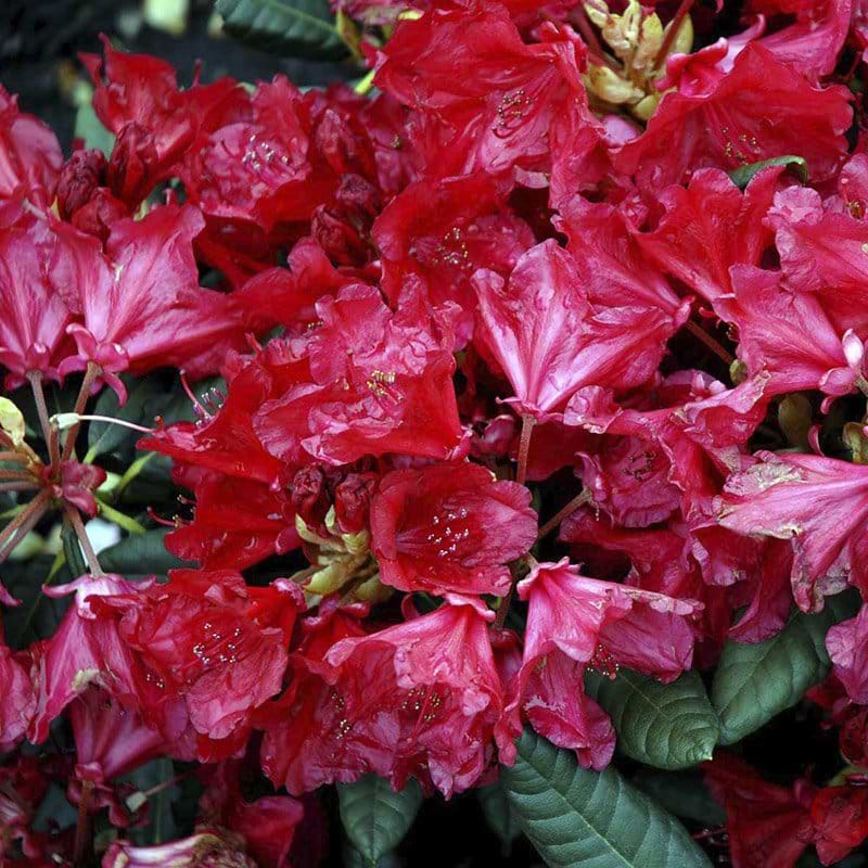 rød rhododendron september red