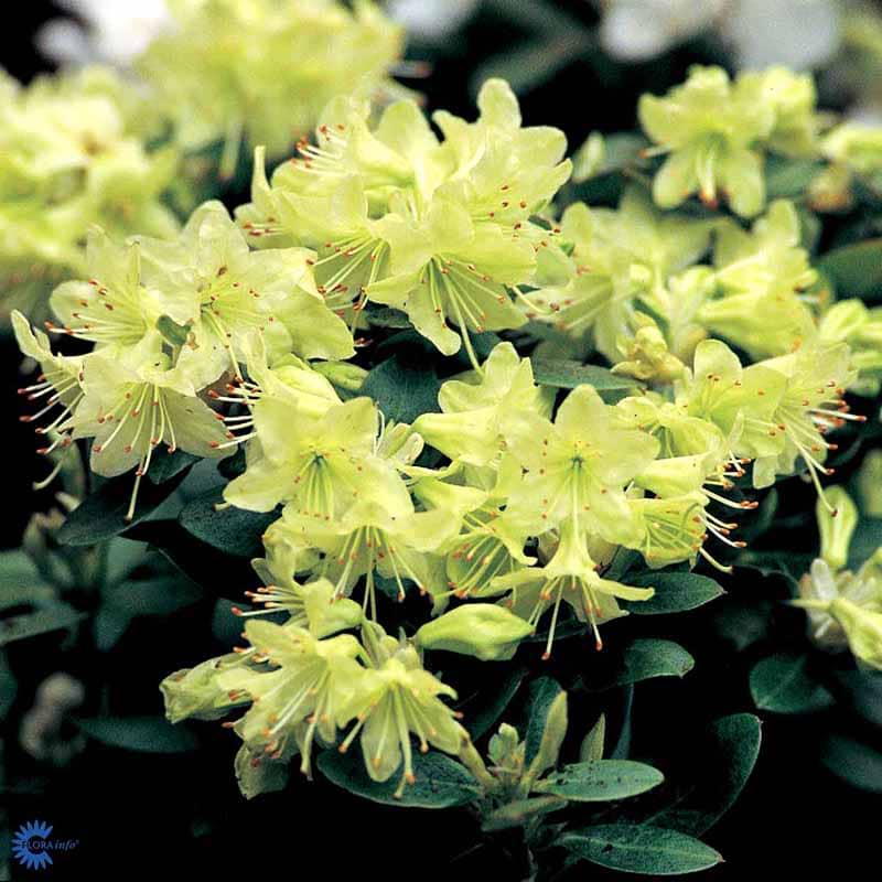 Dværgrhododendron Shamrock