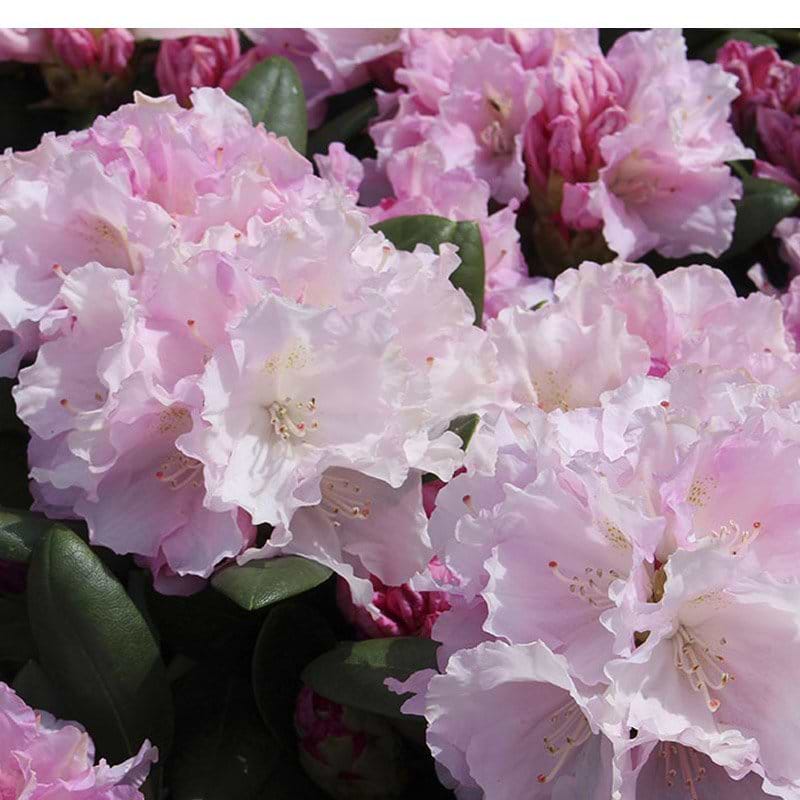Rhododendron Silberwolke rosa blomster