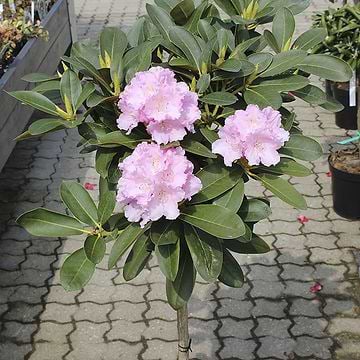 rhododendron öl Rhododendron Essential Oil (Rhododendron anthopogon) 30ml