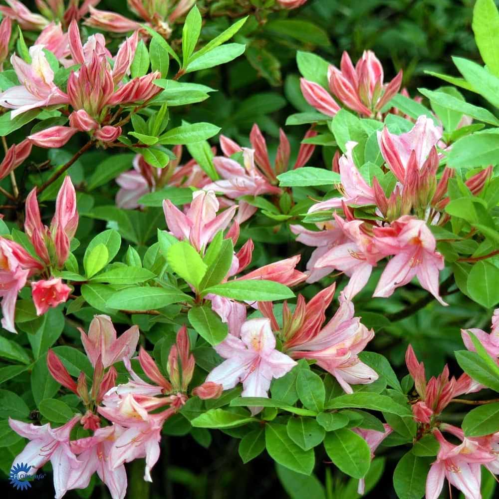 Løvfældende Azalea Soir de Paris