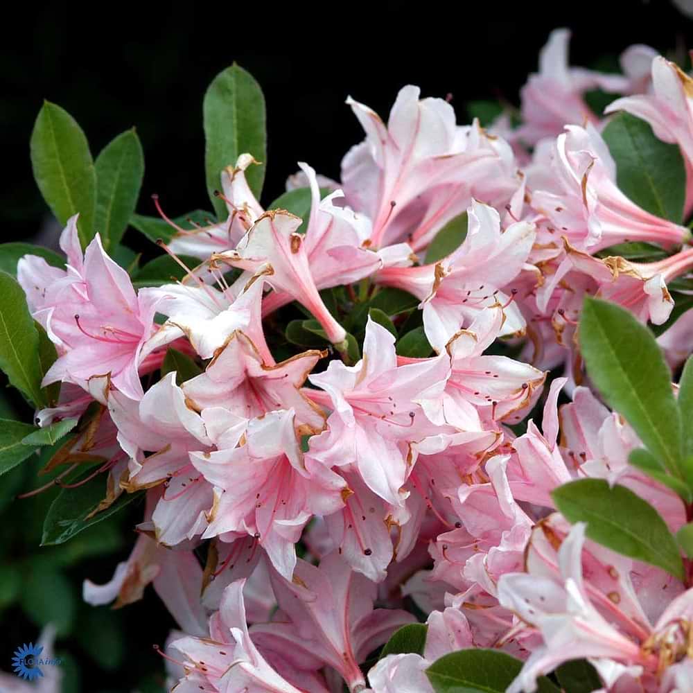 Rosa asalea