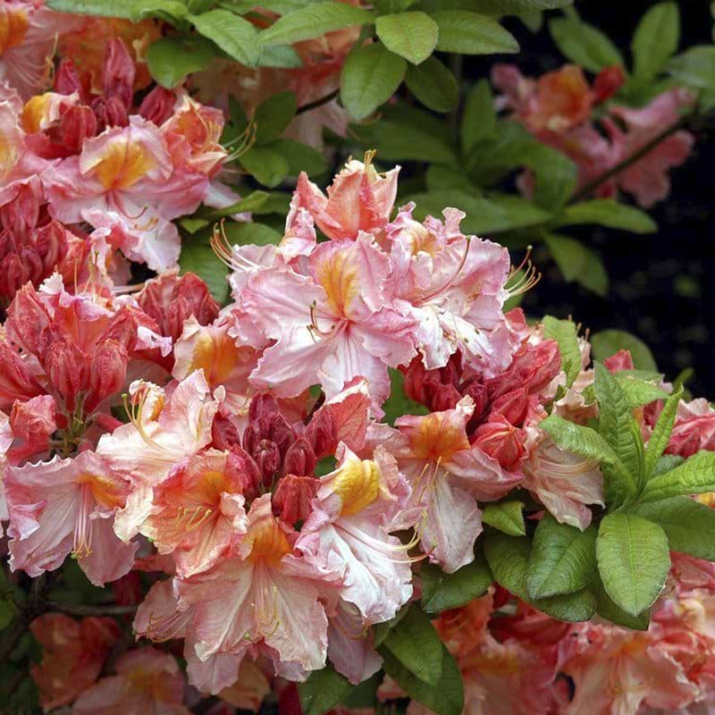pink blomster