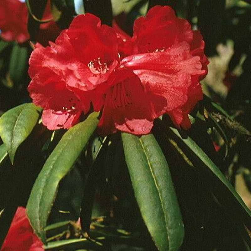 Rhododendron rød