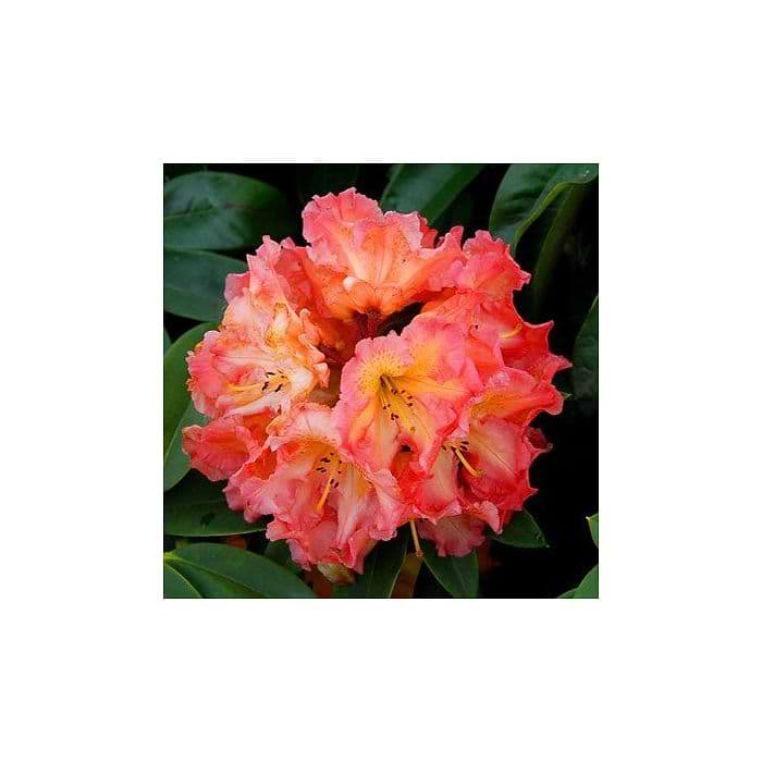 Rhododendron 'Sun Fire' 30-40 cm