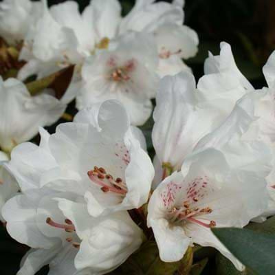 Rhododendron Taliense Honningduft