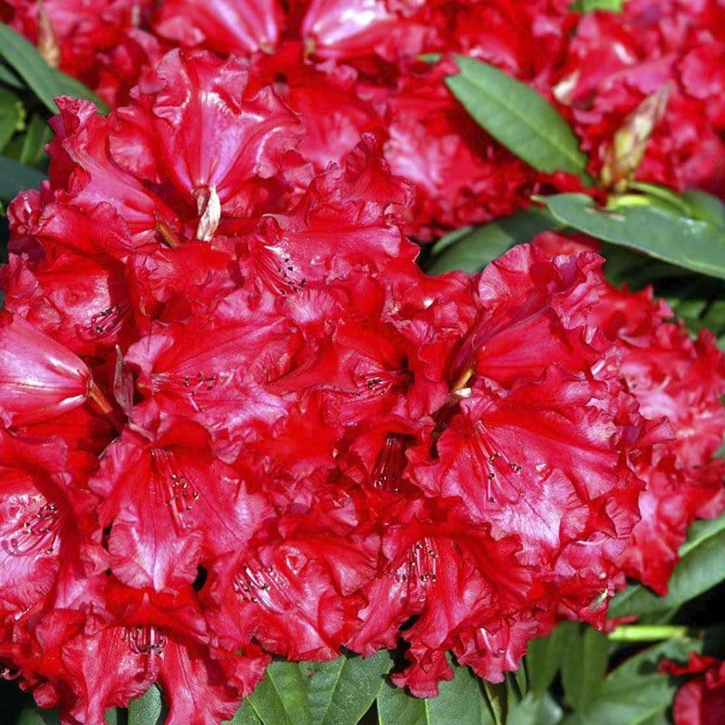Rhododendron (Rhododendron 'Taurus') - Flere Varianter