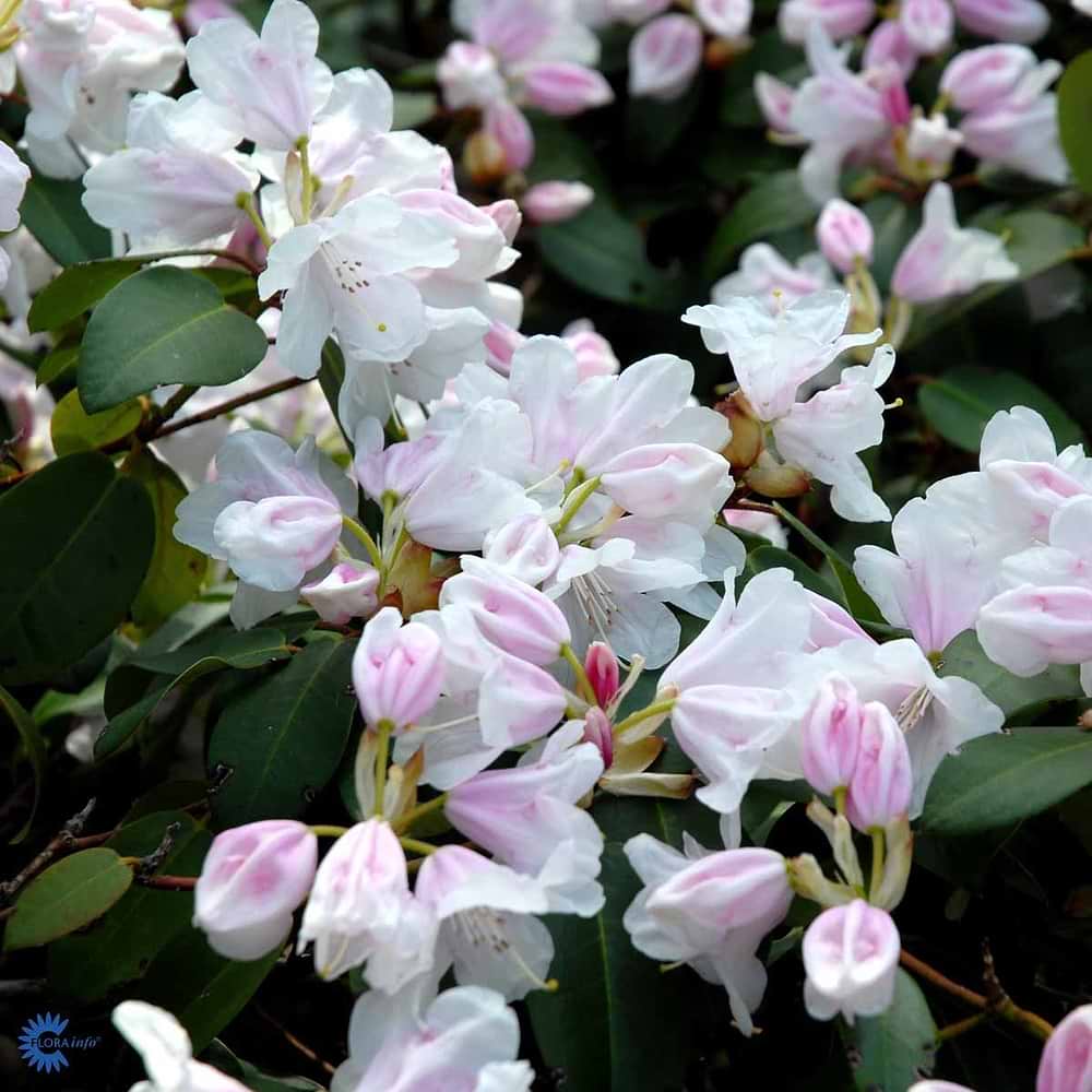 hvide blomster