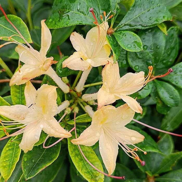 rhododendron d4 Dandy Man Color Wheel Rhododendron