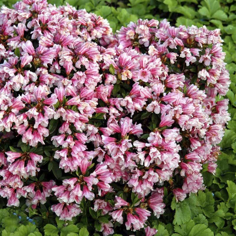 rhododendron rosa