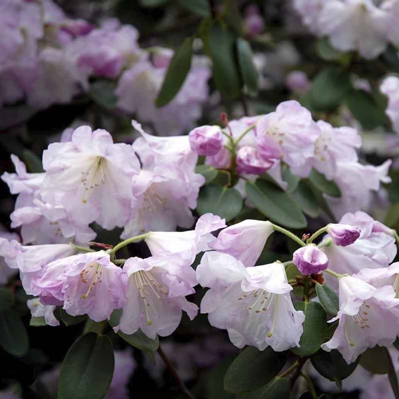 sartrosa blomster