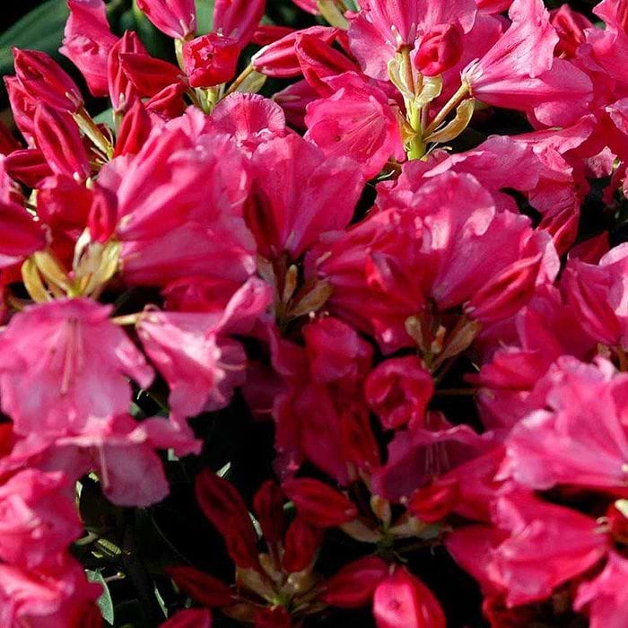 Rhododendron (Rhododendron will. 'Gartendirektor Glocker') 30-40 cm
