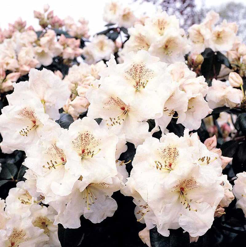 Rhododendron Gartendirektor Rieger blomster