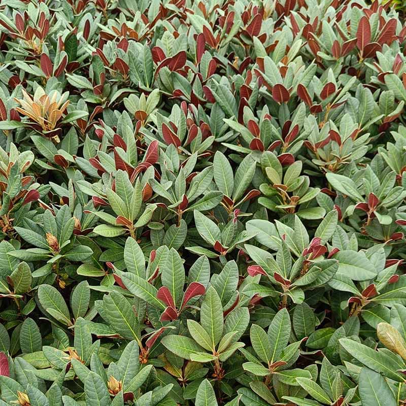 RHODODENDRON WINE AND ROSES