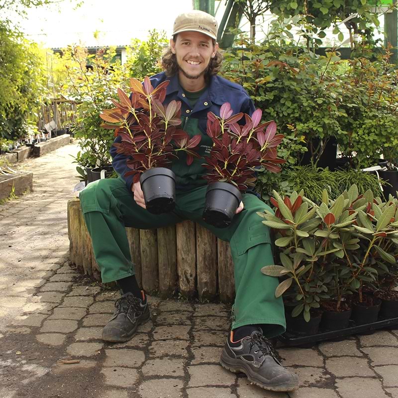 Rhododendron rød og grøn