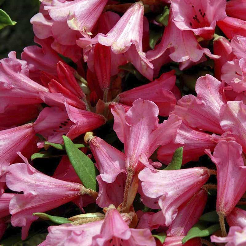 rød rosa rhododendron