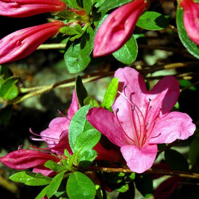 Rhododendron Wombat