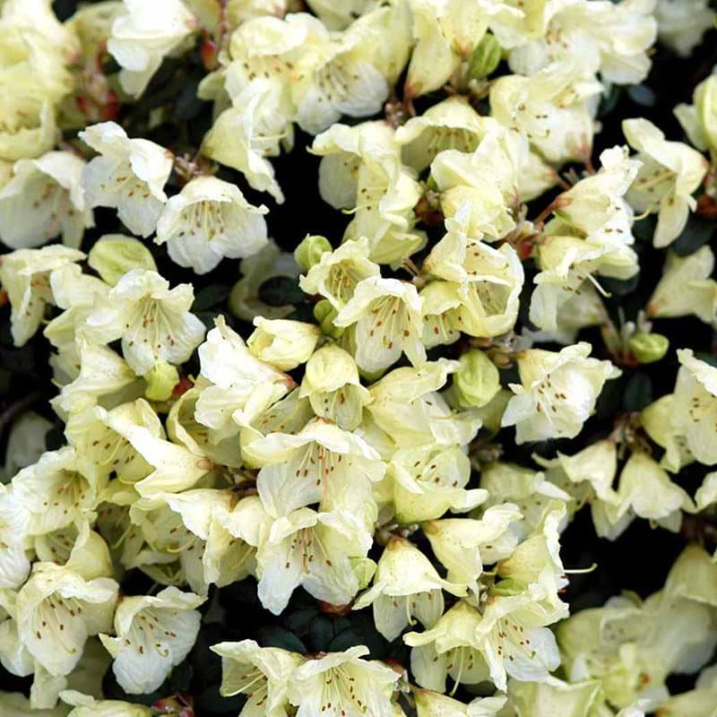 Rhododendron Wren blomster