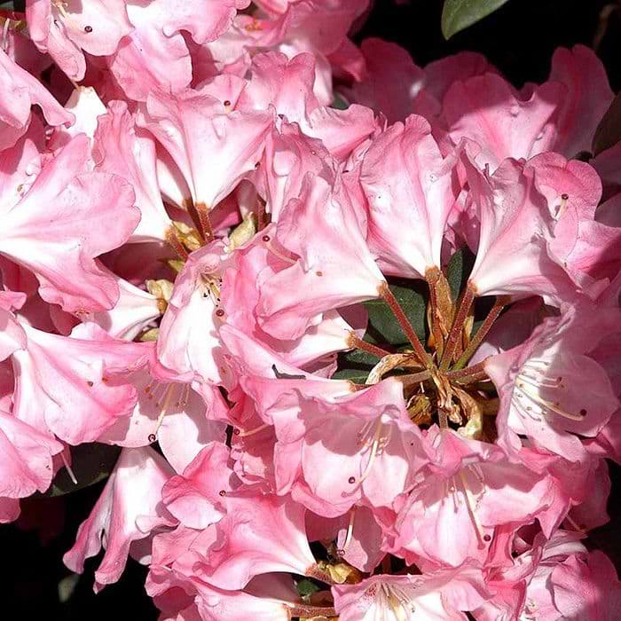 Rhododendron (Rhododendron yak. 'Anuschka') 25-30 cm