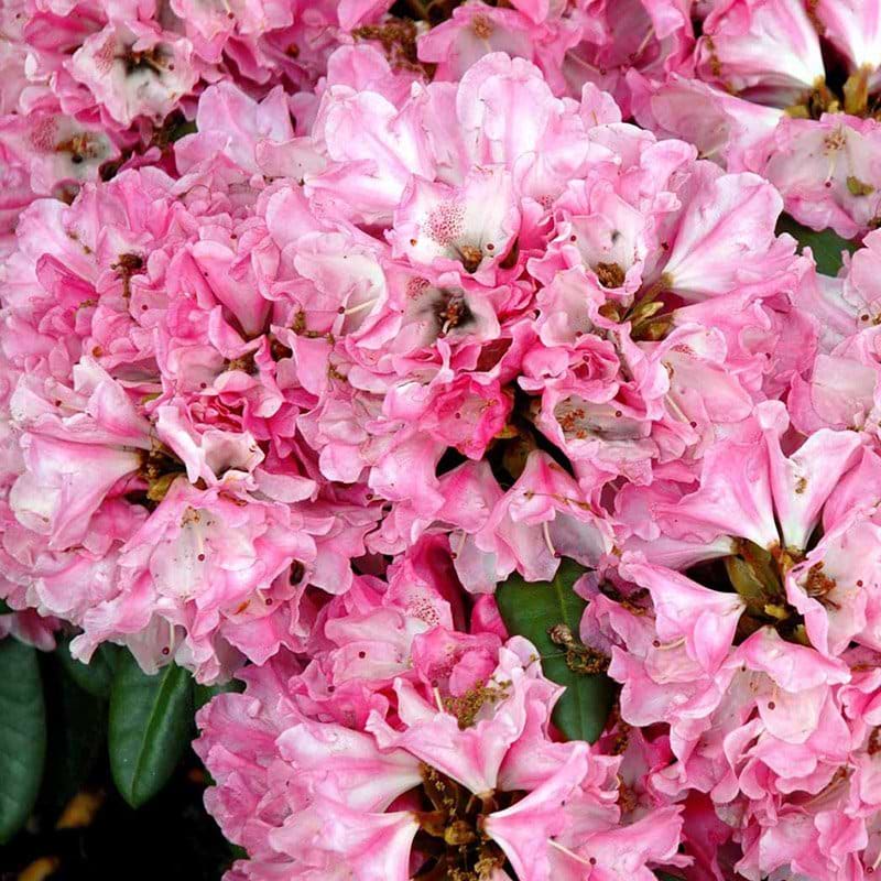 Lyserød rhododendron