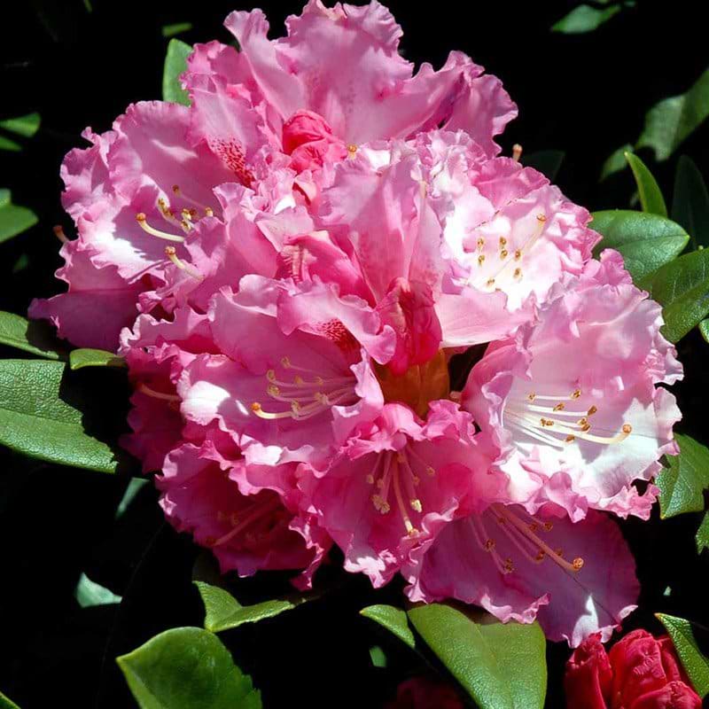 Rhododendron Arabella blomst