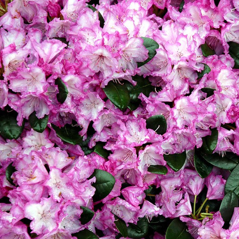 Lyserød rhododendron