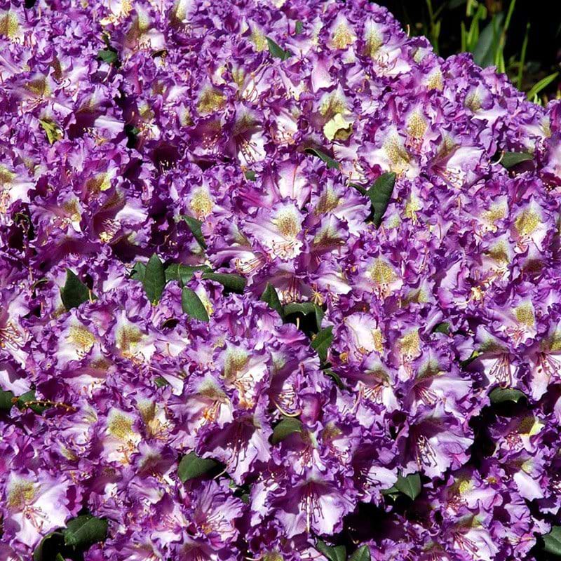 Rhododendron Bohlken's Lupinenberg