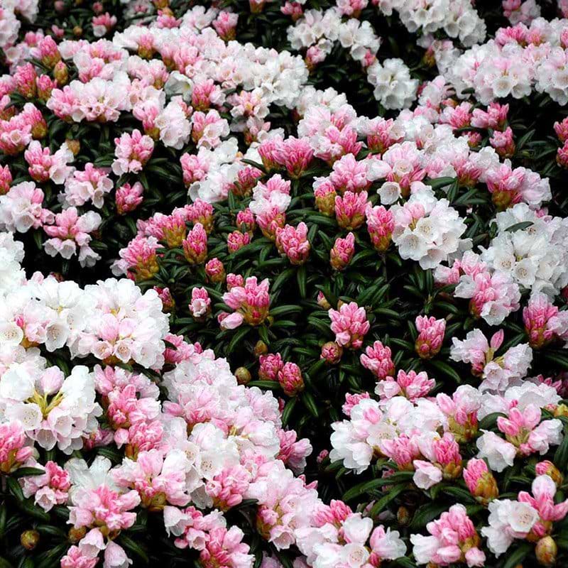 Rhododendron Edelweiss busk