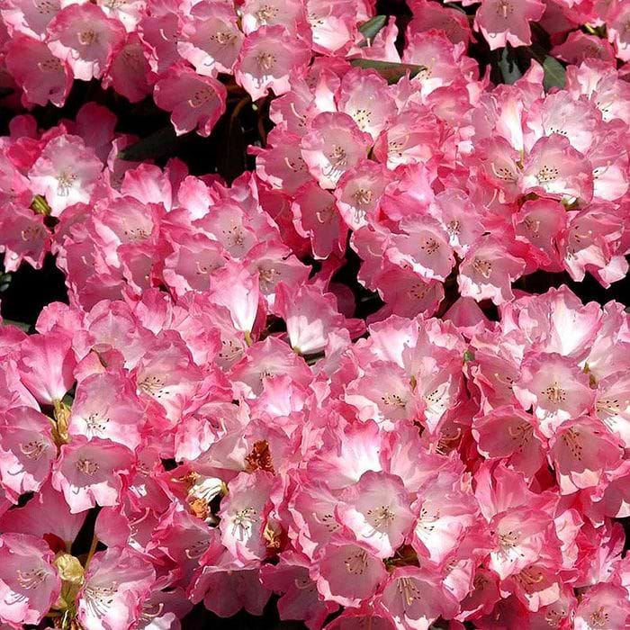 Rhododendron (Rhododendron yak. 'Fantastica') 30-40 cm