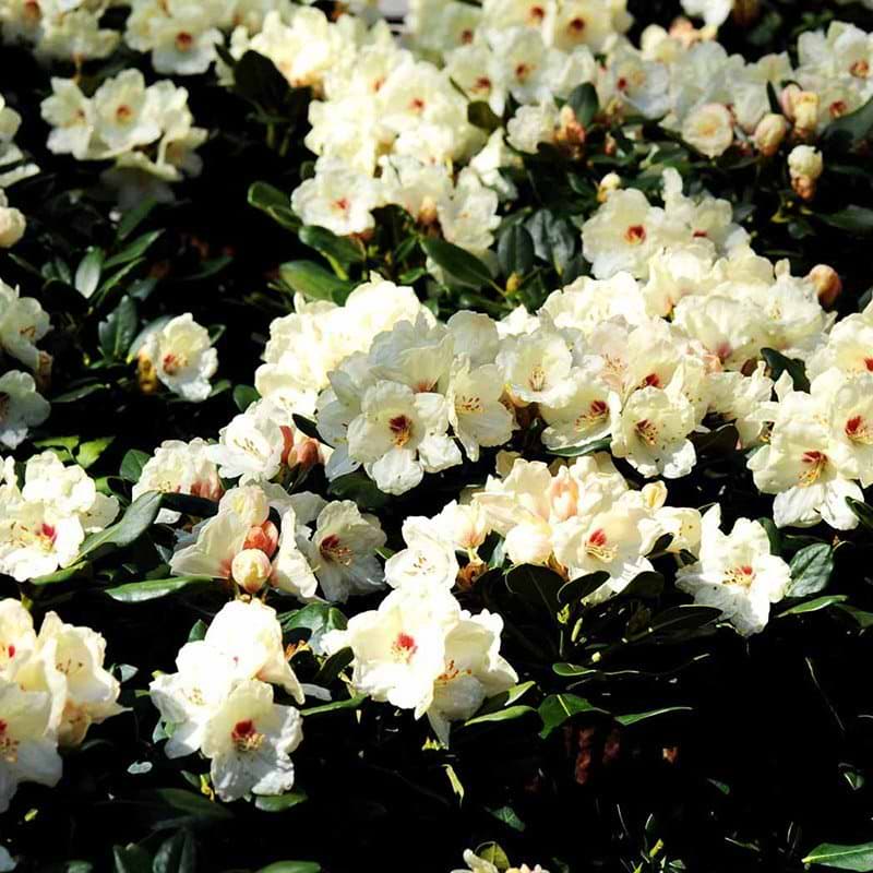Busk Rhododendron Flava