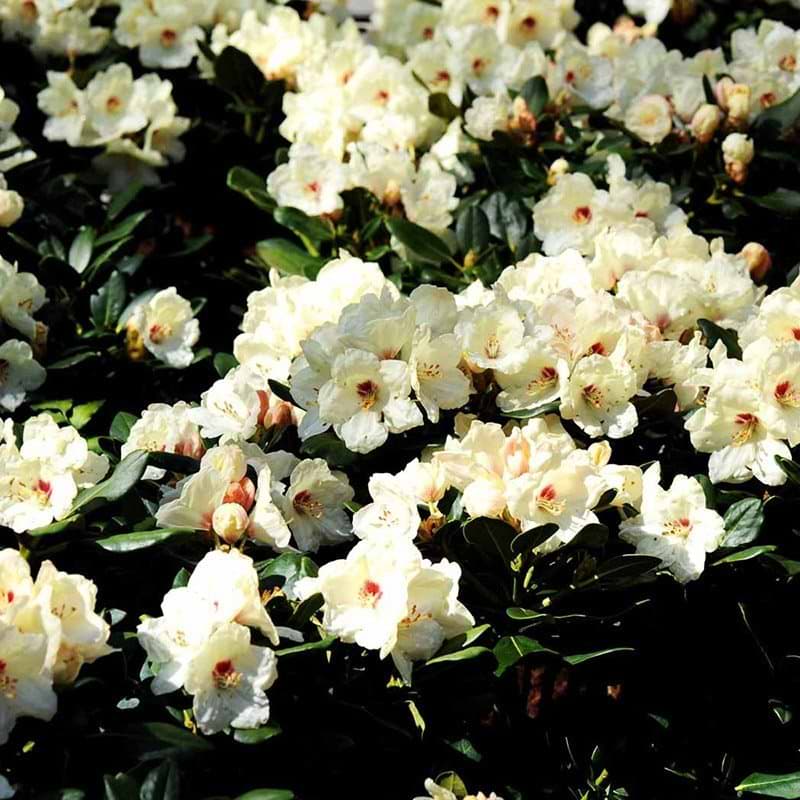 Rhododendron yak Flava