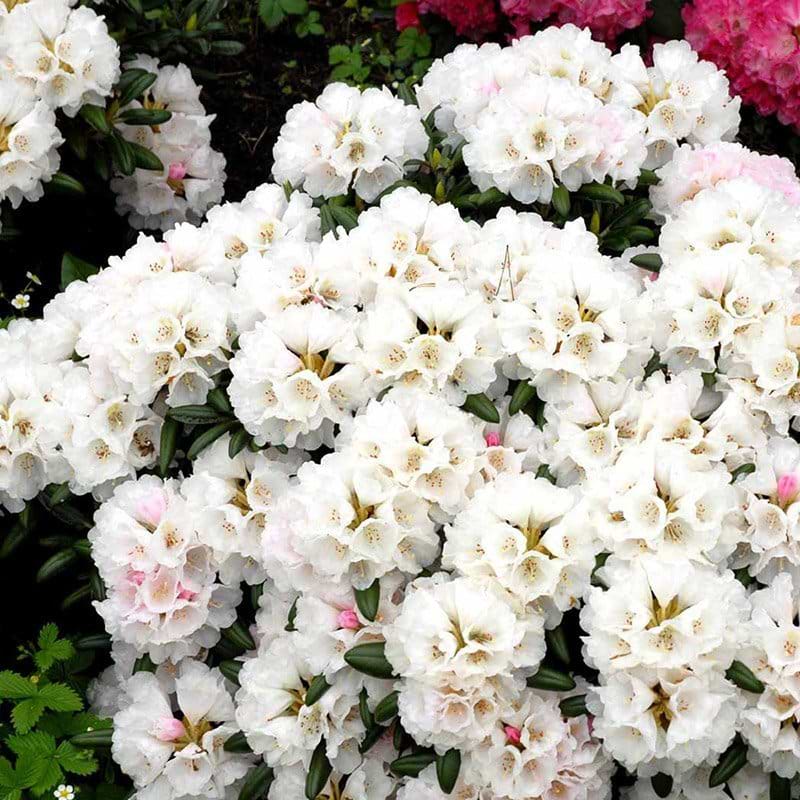 Rhododendron Koichiro wada