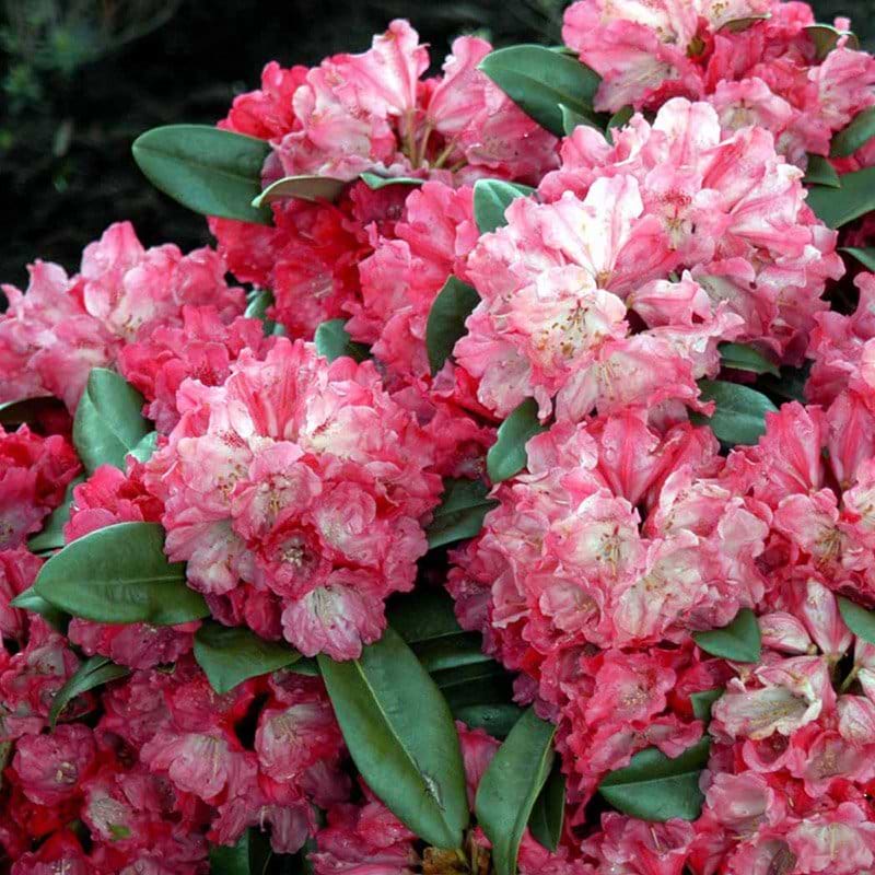 Rhododendron Morgenrot