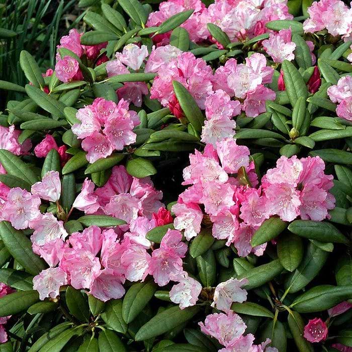Rhododendron (Rhododendron yak. 'Polaris') 25-30 cm
