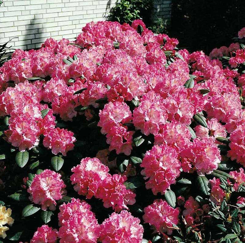 Rhododendron Polaris busk