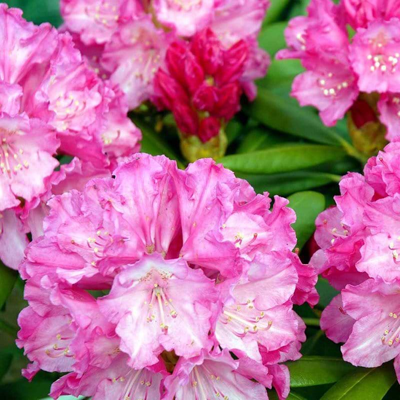 Rhododendron Polaris opstammet blomst og knop