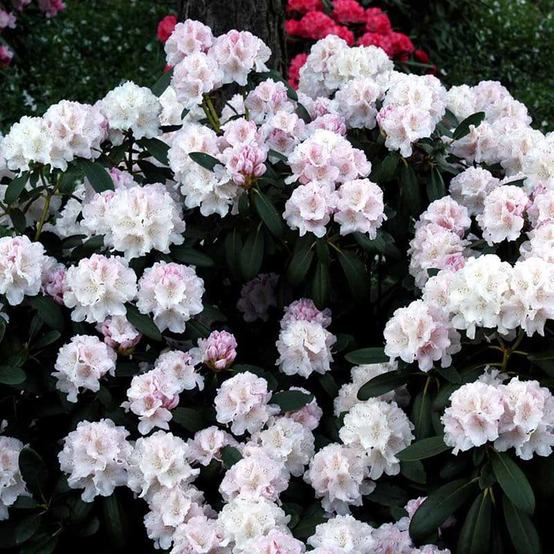 Rhododendron Schneekrone