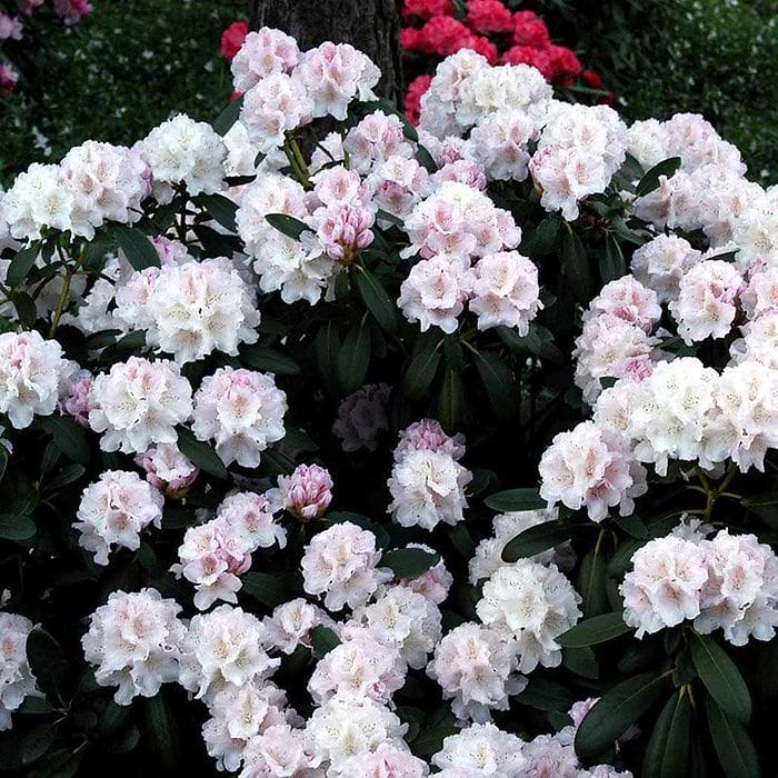 Rhododendron (Rhododendron yak. 'Schneekrone') 20-30 cm
