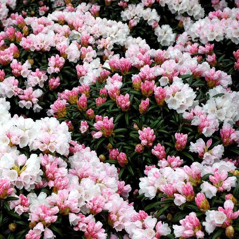 Edelweiss