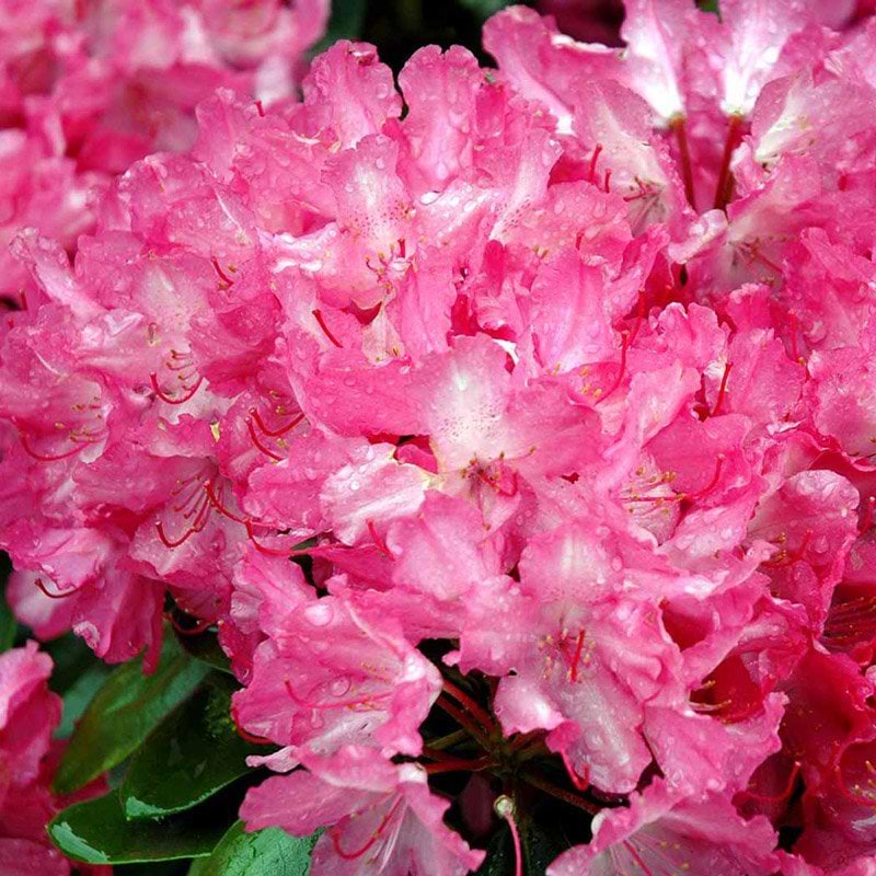 Rhododendron Astrid