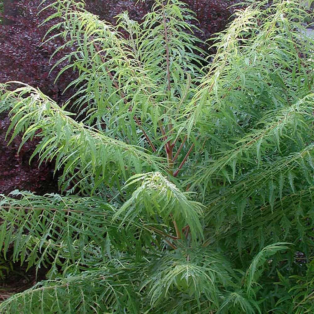 Rhus typhina Disecta
