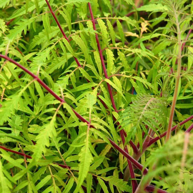 Rhus typhina Tiger Eyes