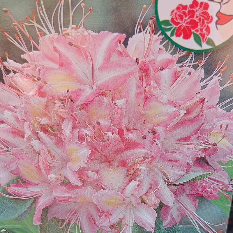 Rhododendron ribbon candy
