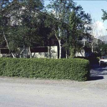 Fjeldribs hæk
