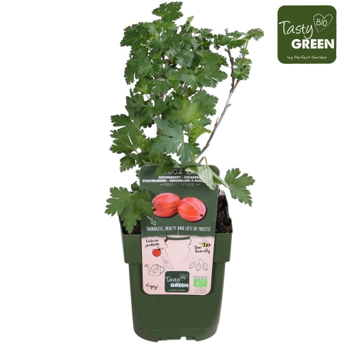 Økologisk STIKKELSBÆR (RIBES UVA-CRISPA 'CAPTIVATOR')
