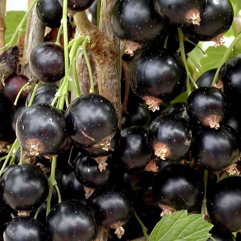 Solbær Ribes nigrum Titania