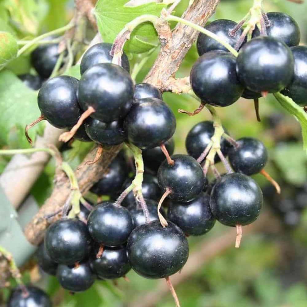 Fourberry Black Pearl