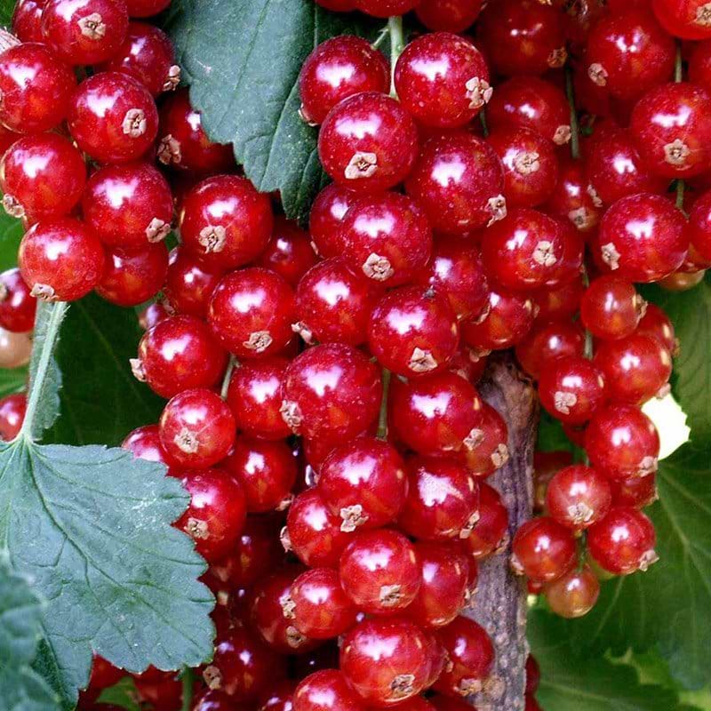 Ribes rubrum Rovada