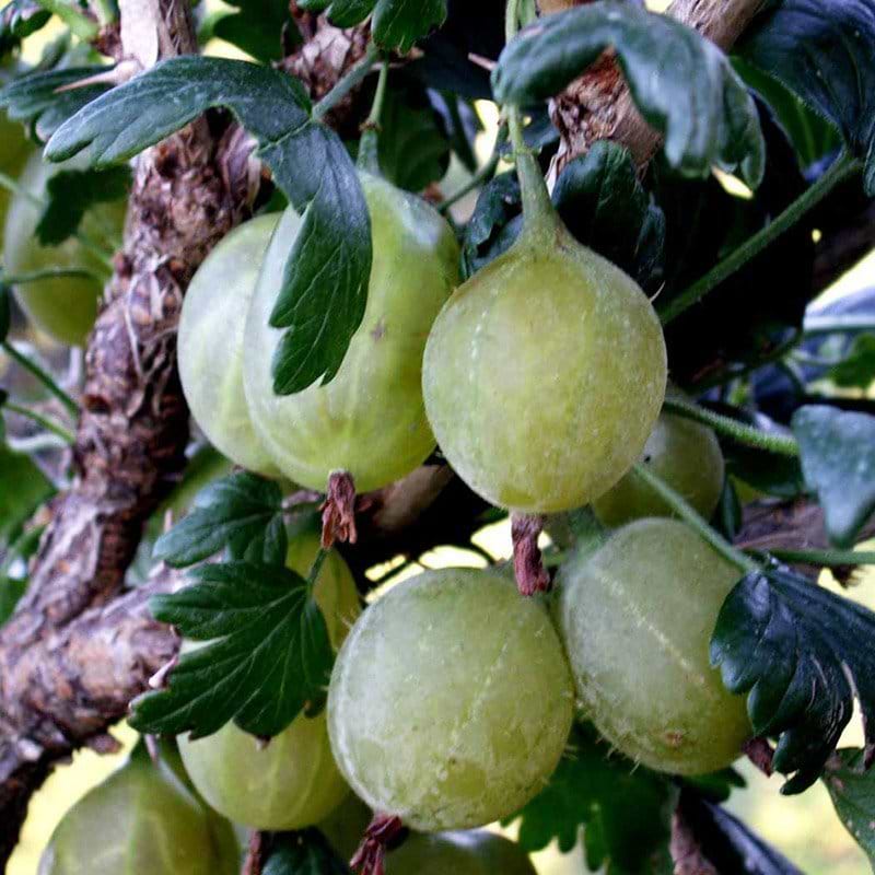 Stikkelsbær (Ribes uva-crispa 'Hinnonmäki Gul') Flere Varianter